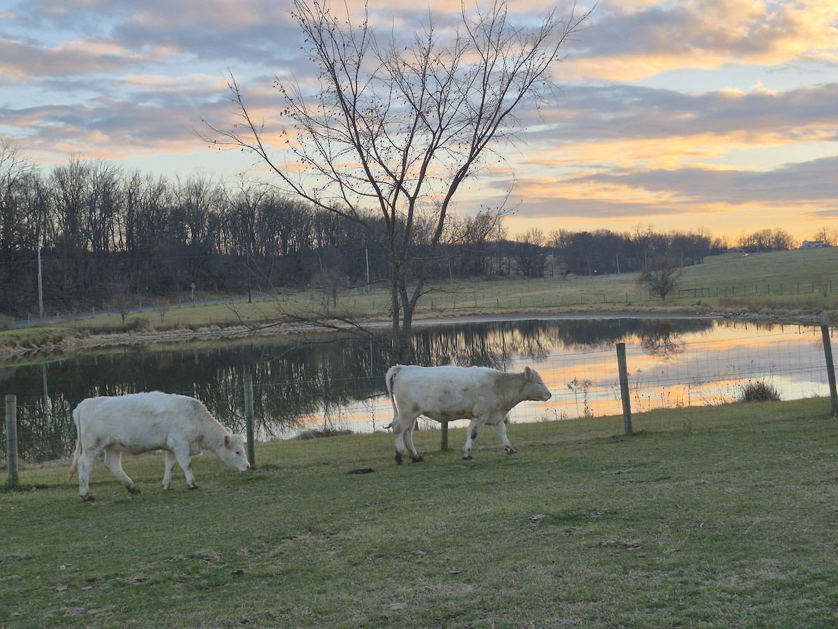 Animals - ML646540964