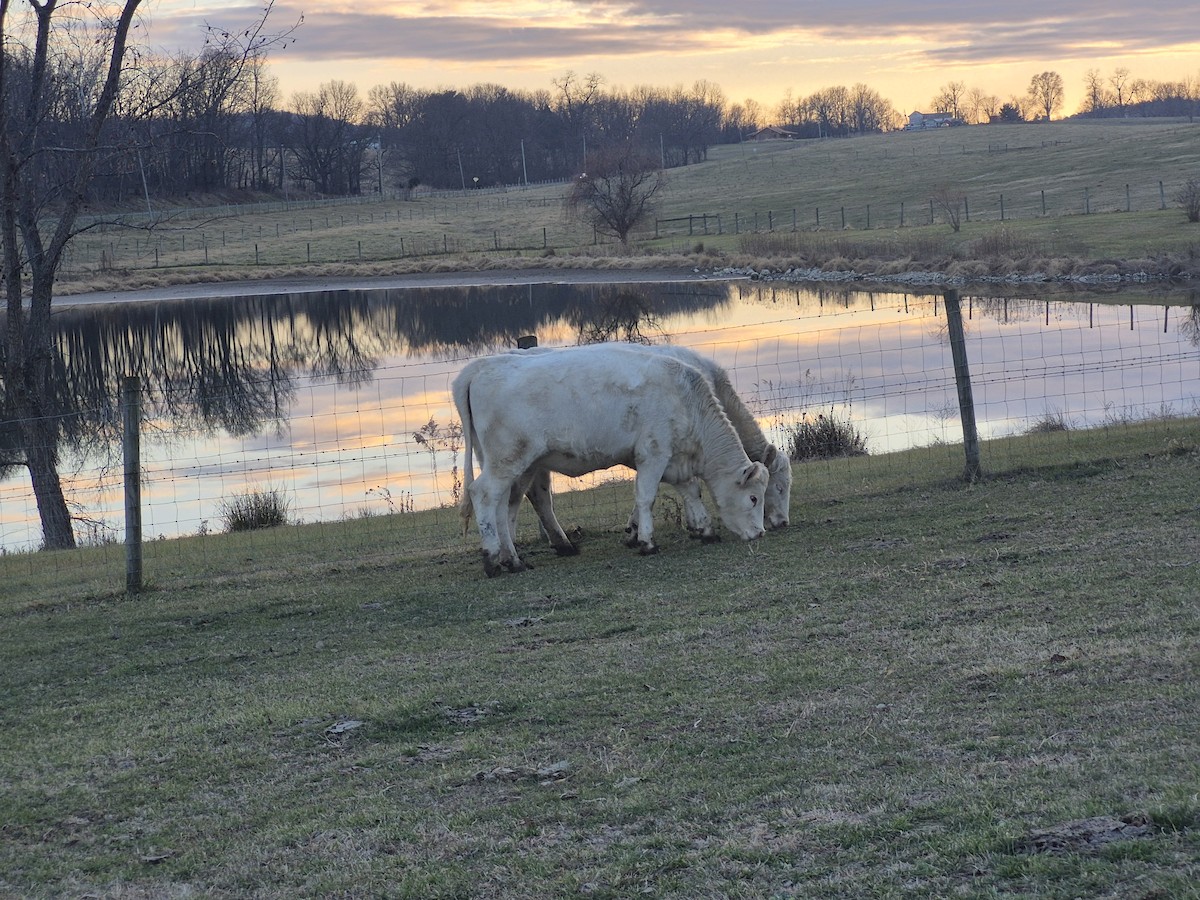 Animals - ML646540965