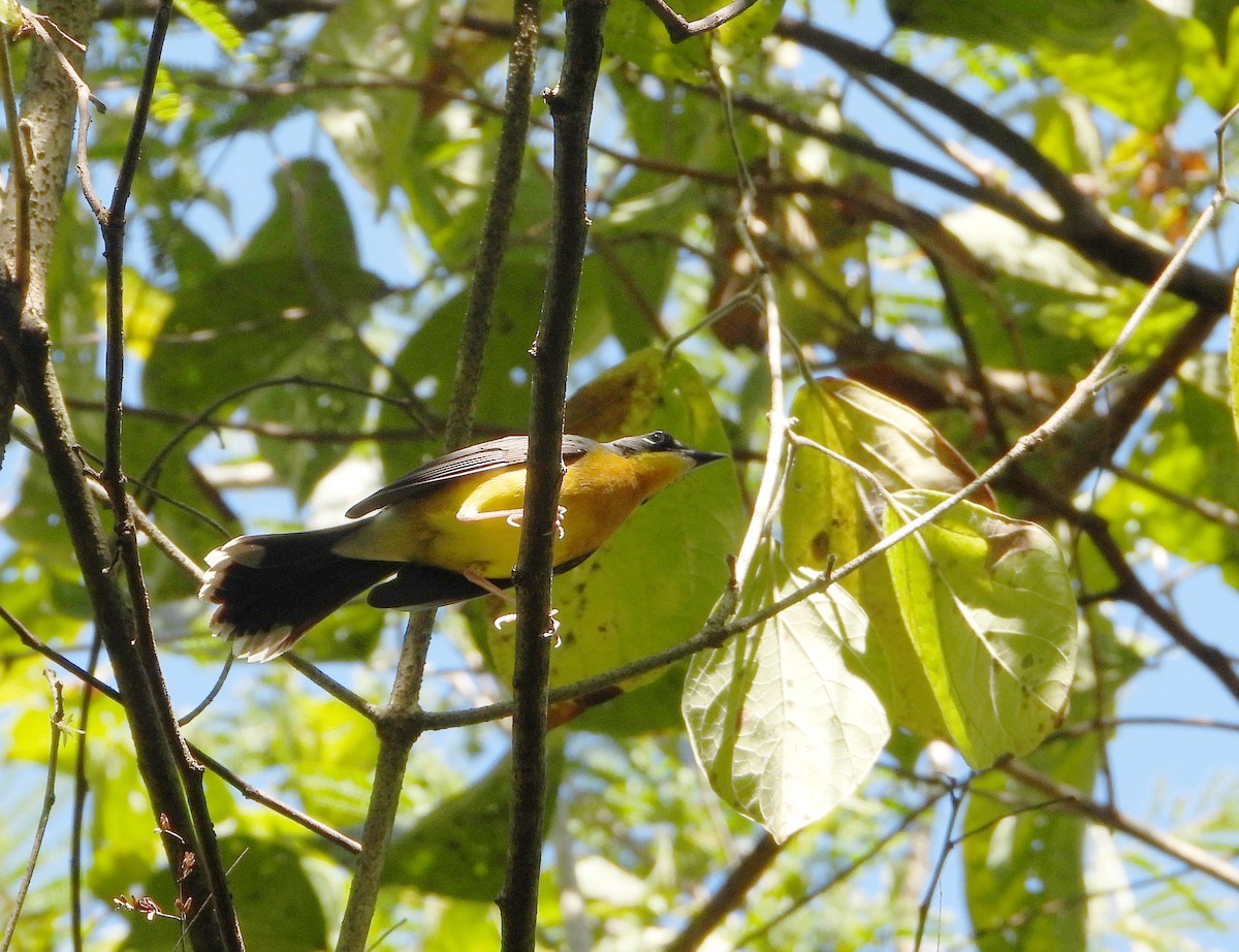 Fan-tailed Warbler - ML646540966