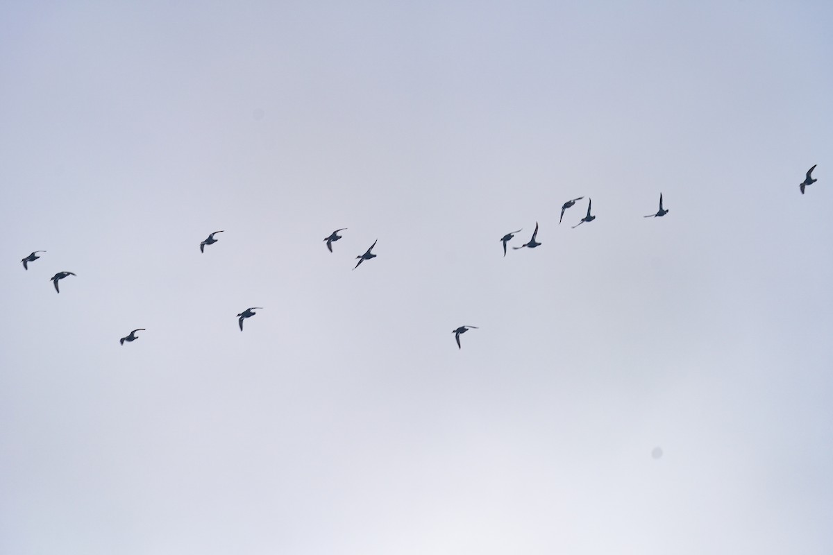 Hooded Merganser - ML646540967