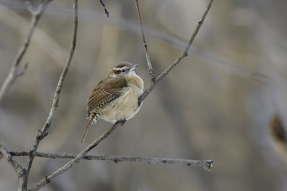 Carolina Wren - ML646540968