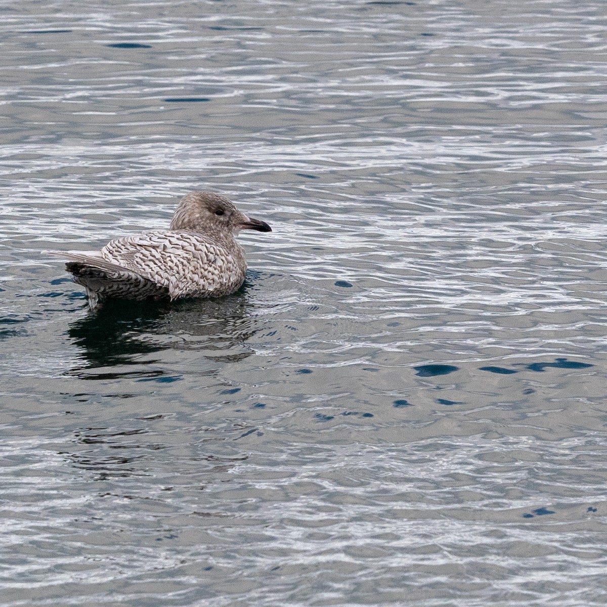 Iceland Gull - ML646540972