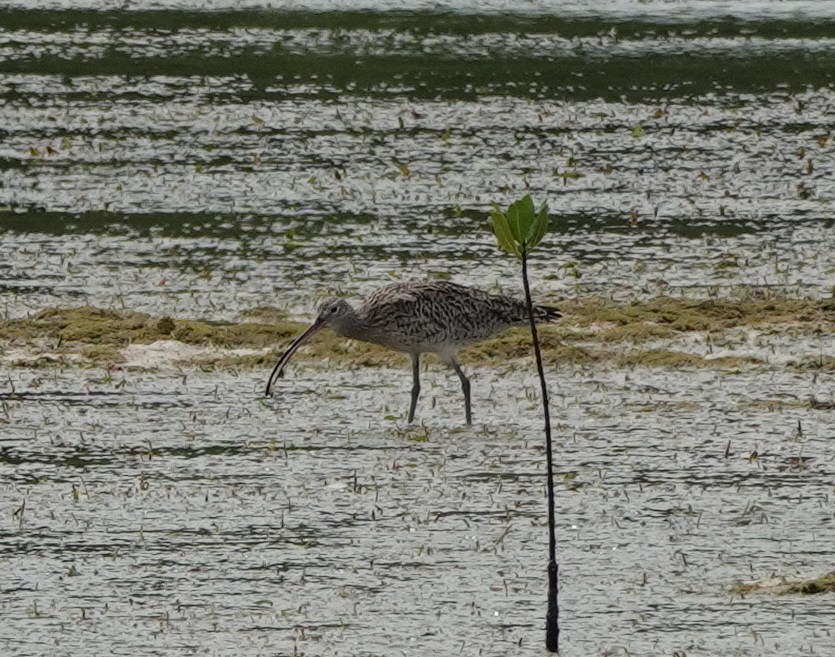 østspove - ML646540973