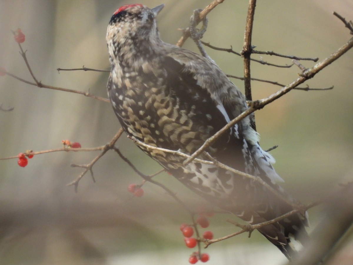 Yellow-bellied Sapsucker - ML646540974
