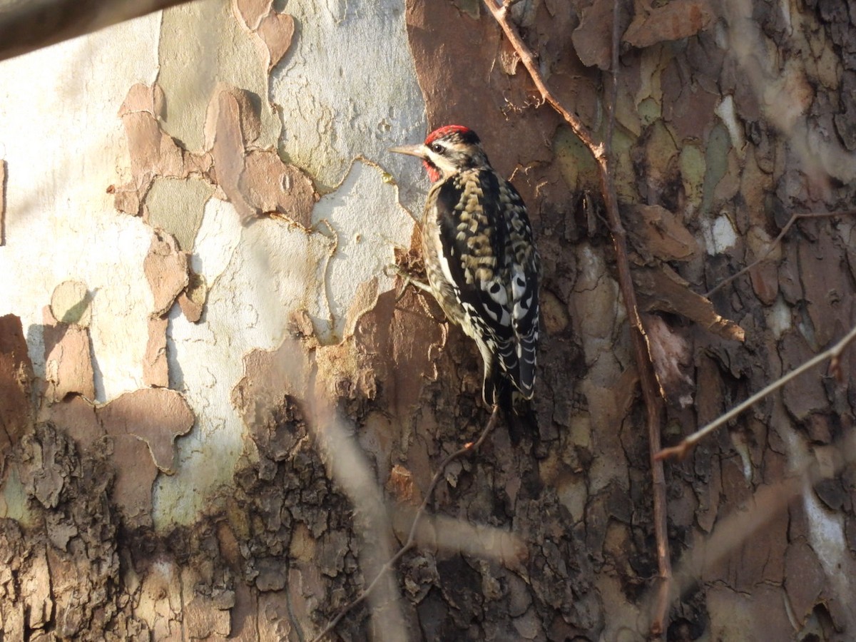 Yellow-bellied Sapsucker - ML646540975