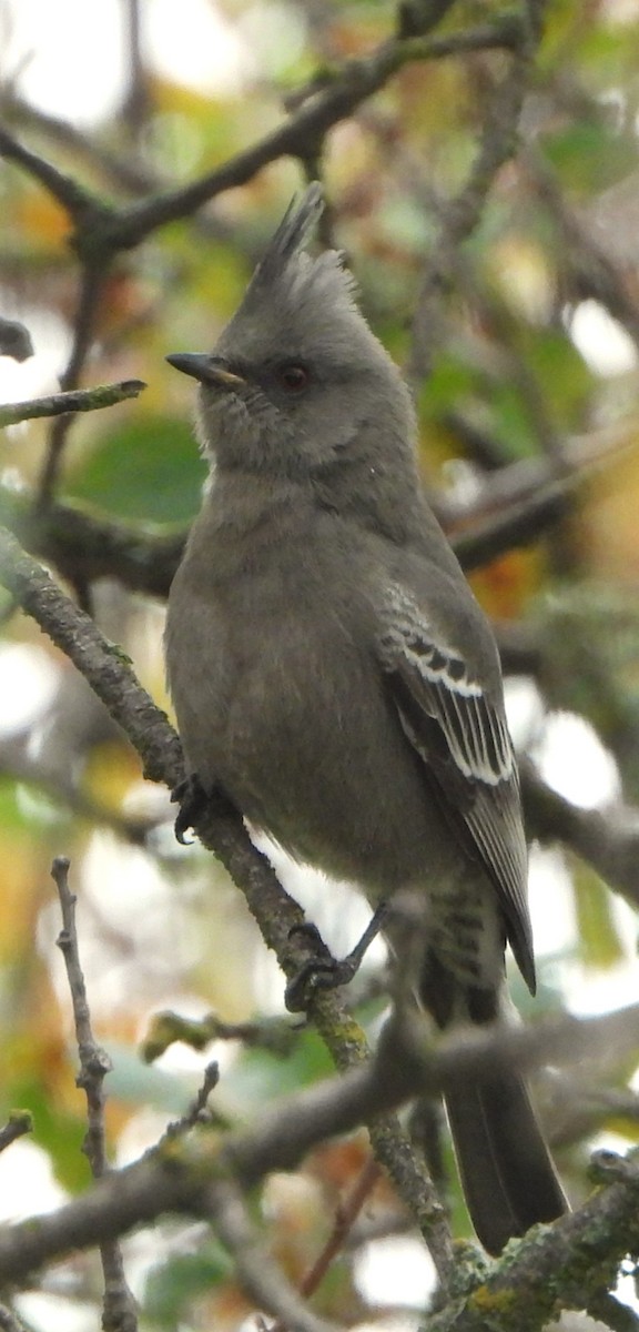 Phainopepla - ML646540976