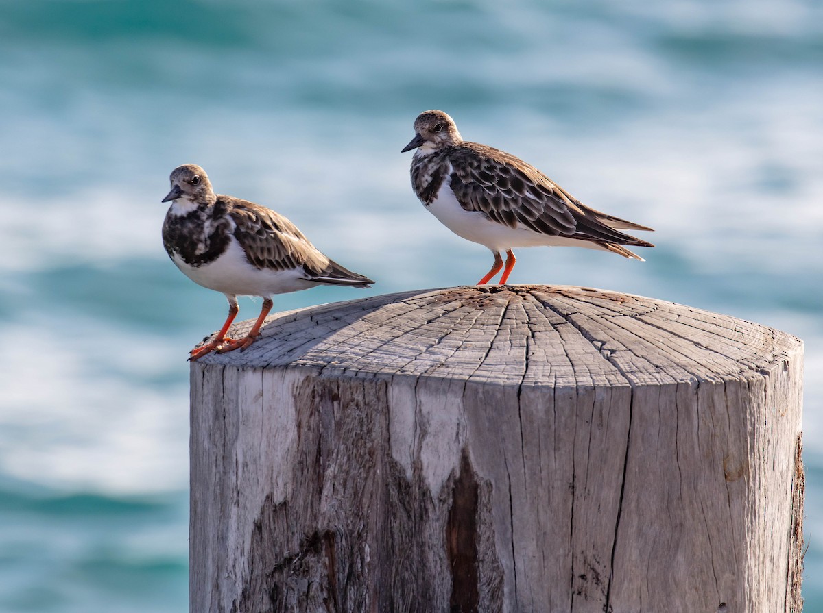 Ruddy Turnstone - ML646540979