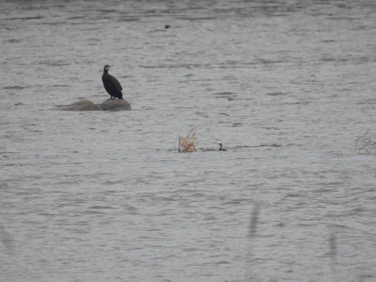 potápka malá - ML646540983