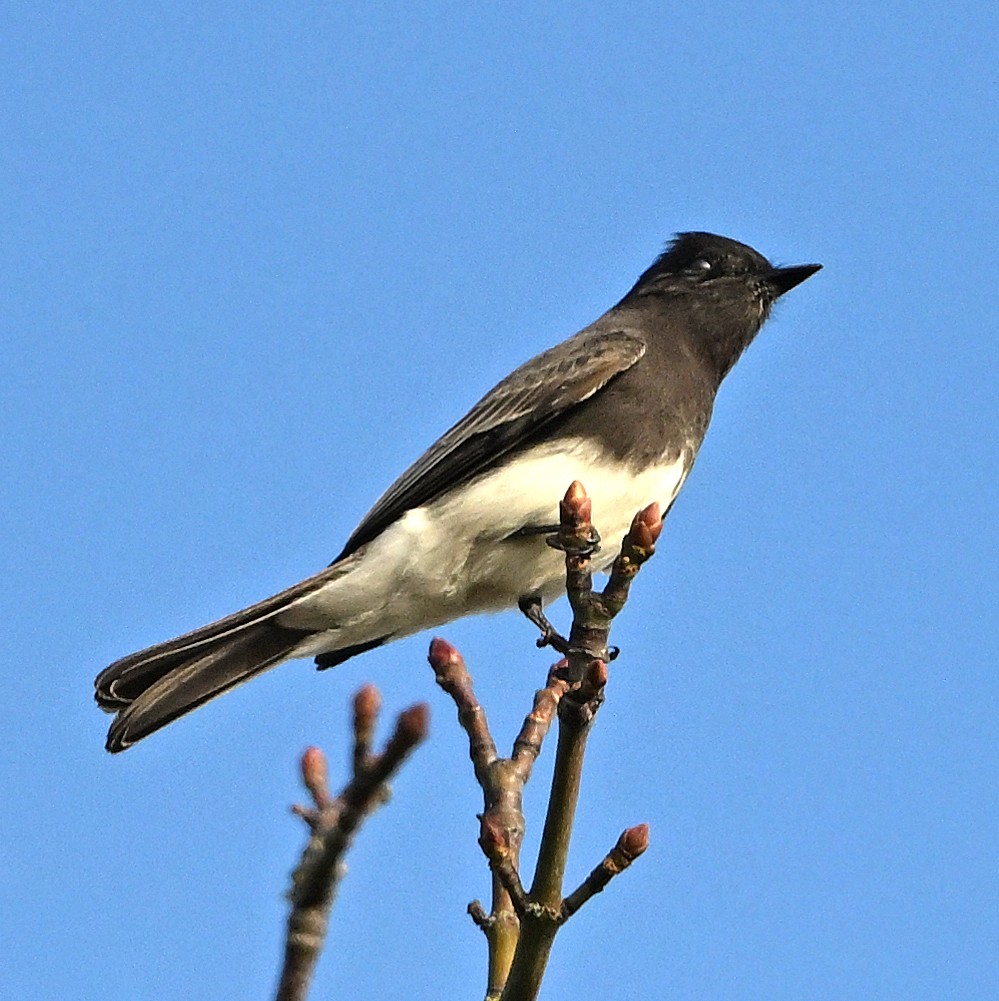 Чёрный фиби - ML646540984