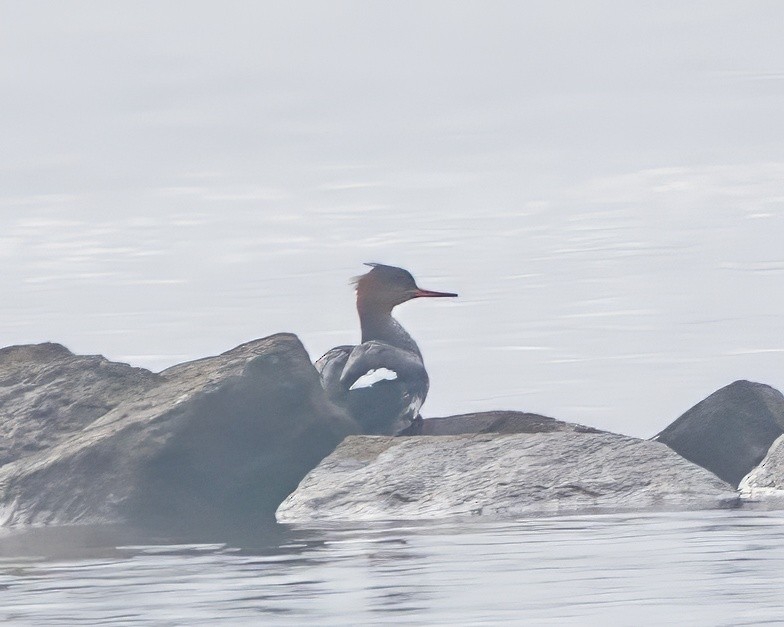 Red-breasted Merganser - ML646540985
