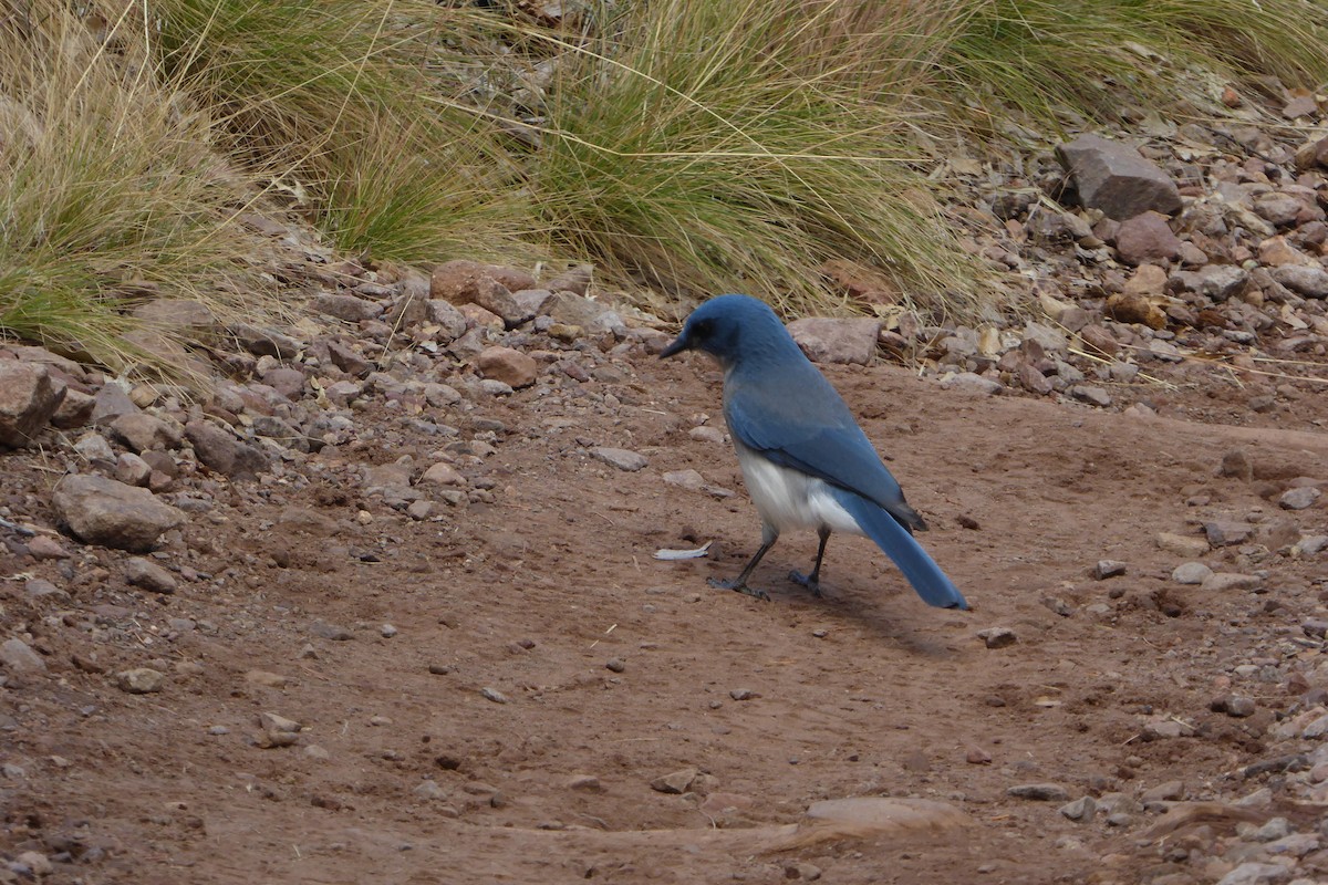 Mexican Jay - ML646540992