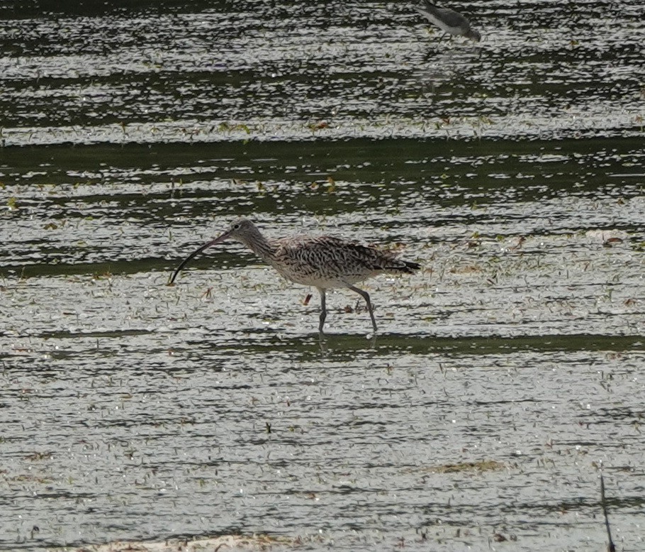 østspove - ML646540994