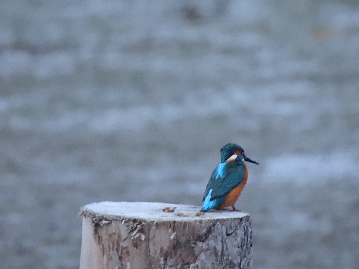 Common Kingfisher - ML646540995