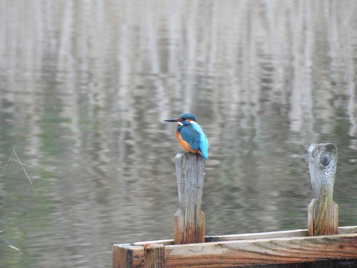 Common Kingfisher - ML646540996