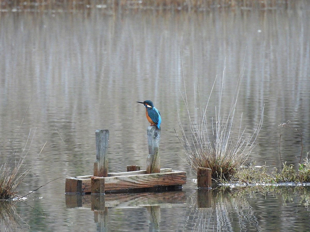 Common Kingfisher - ML646540997