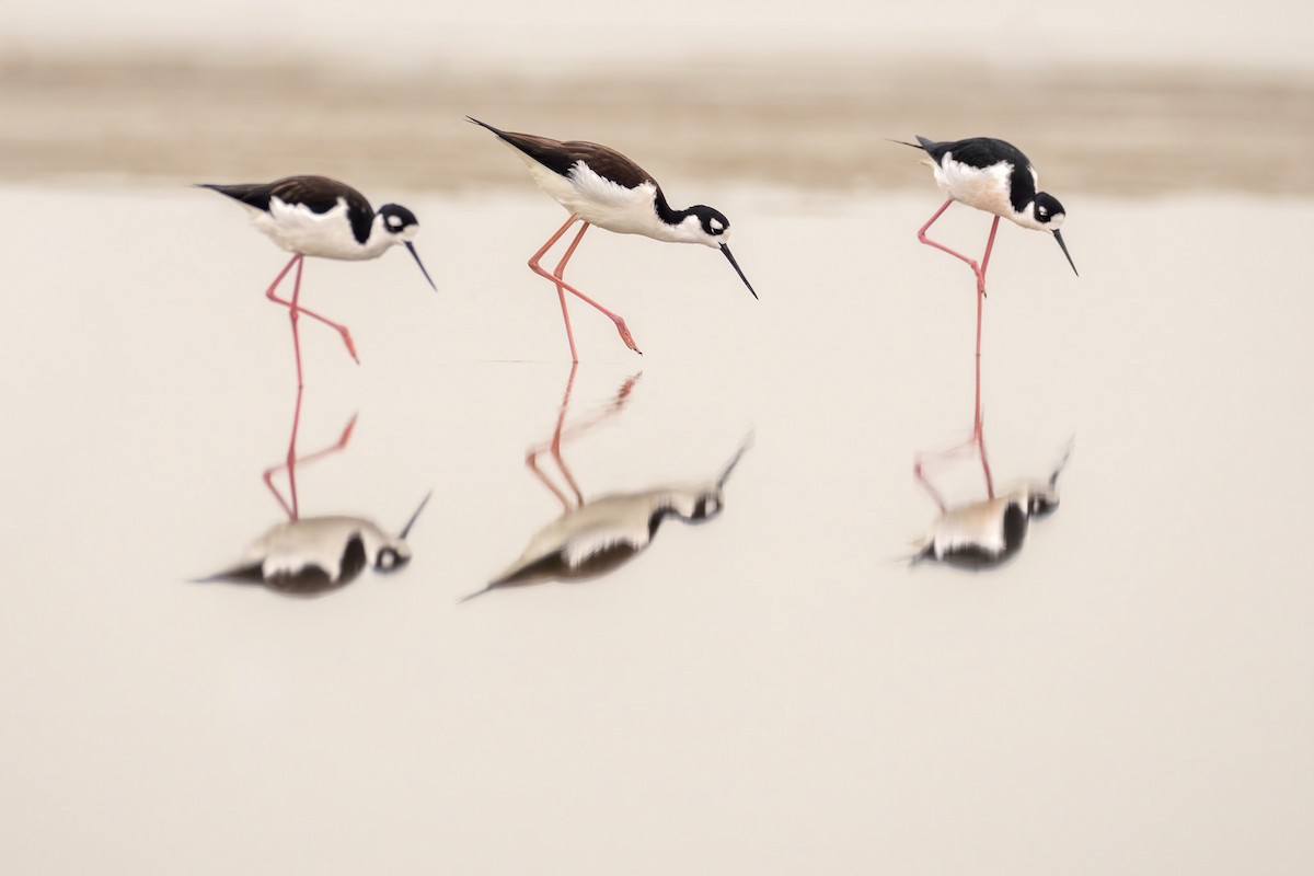 Zankaluze kaskabeltza - ML646540998