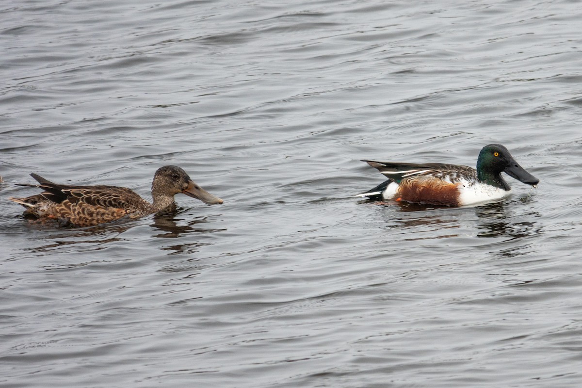 lžičák pestrý - ML646541000