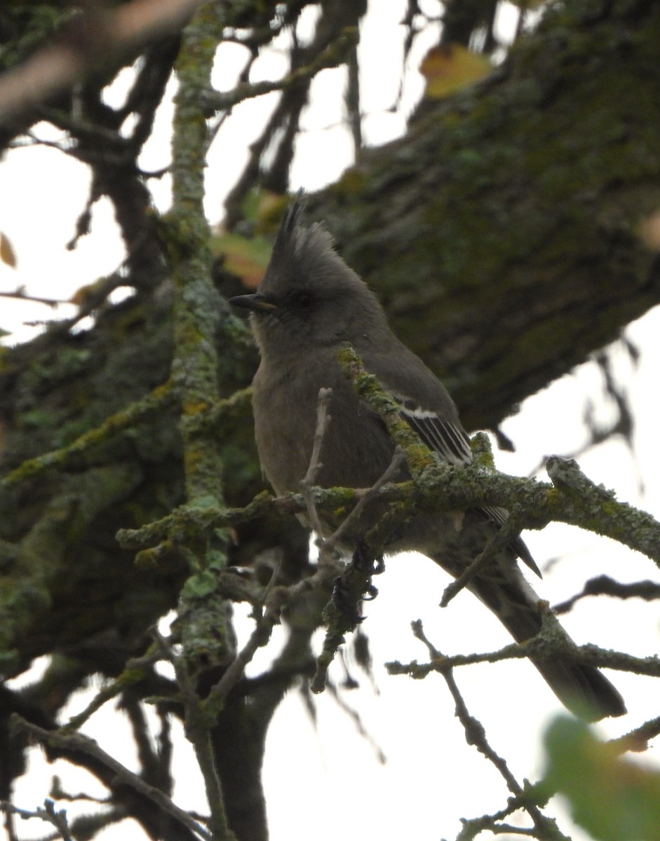 Phainopepla - ML646541001