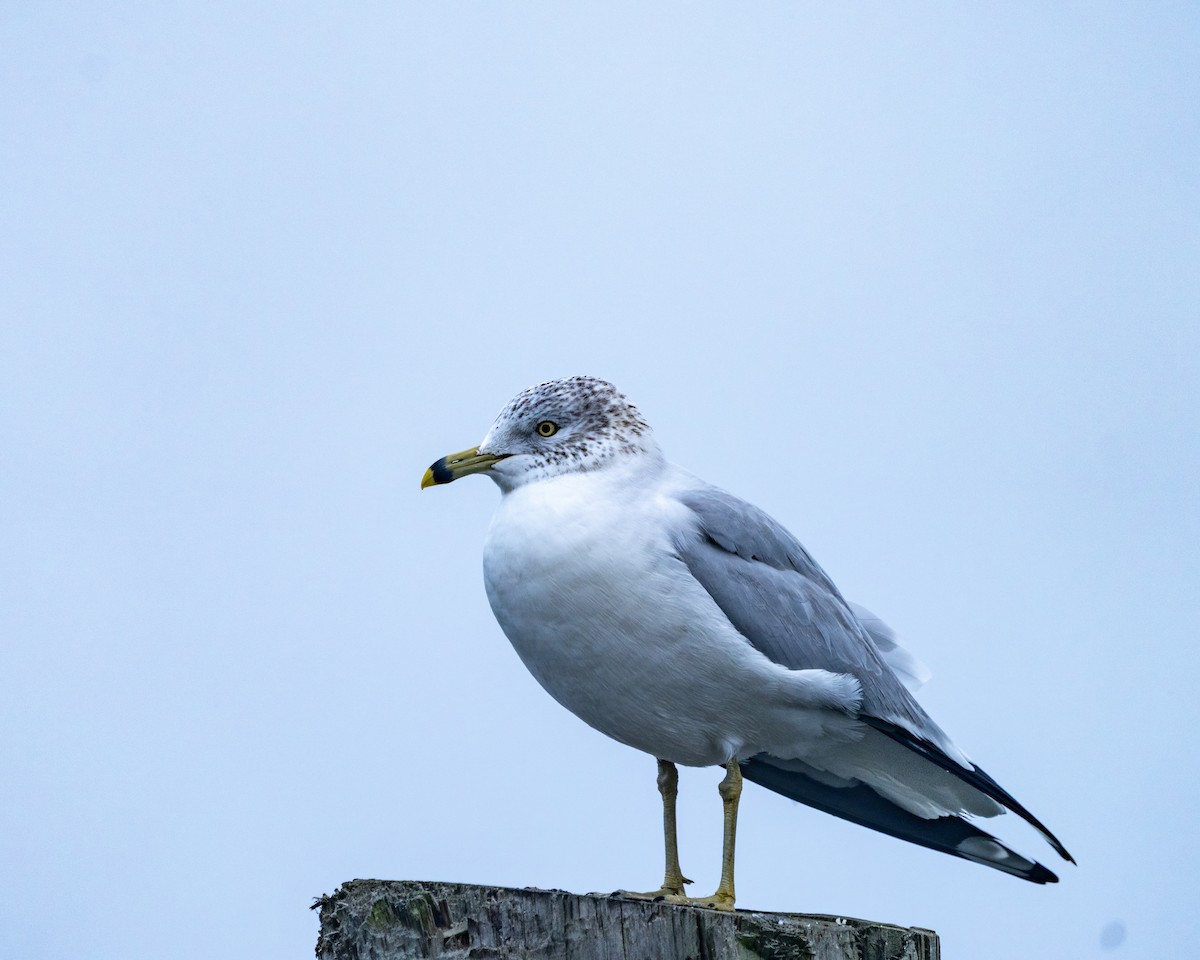 Ring-billed Gull - ML646541005