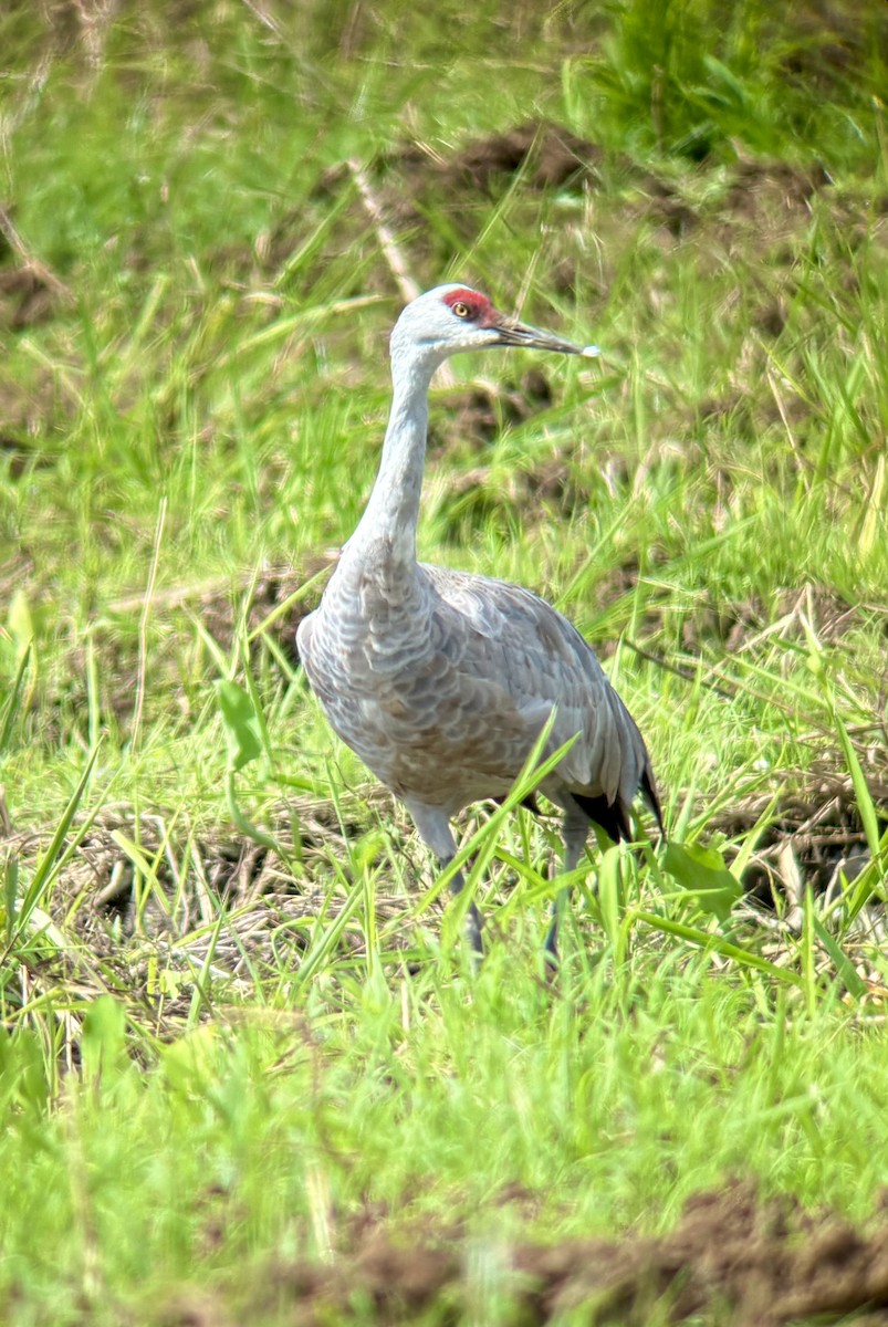 Sandhill Crane (Lesser) - ML646541011
