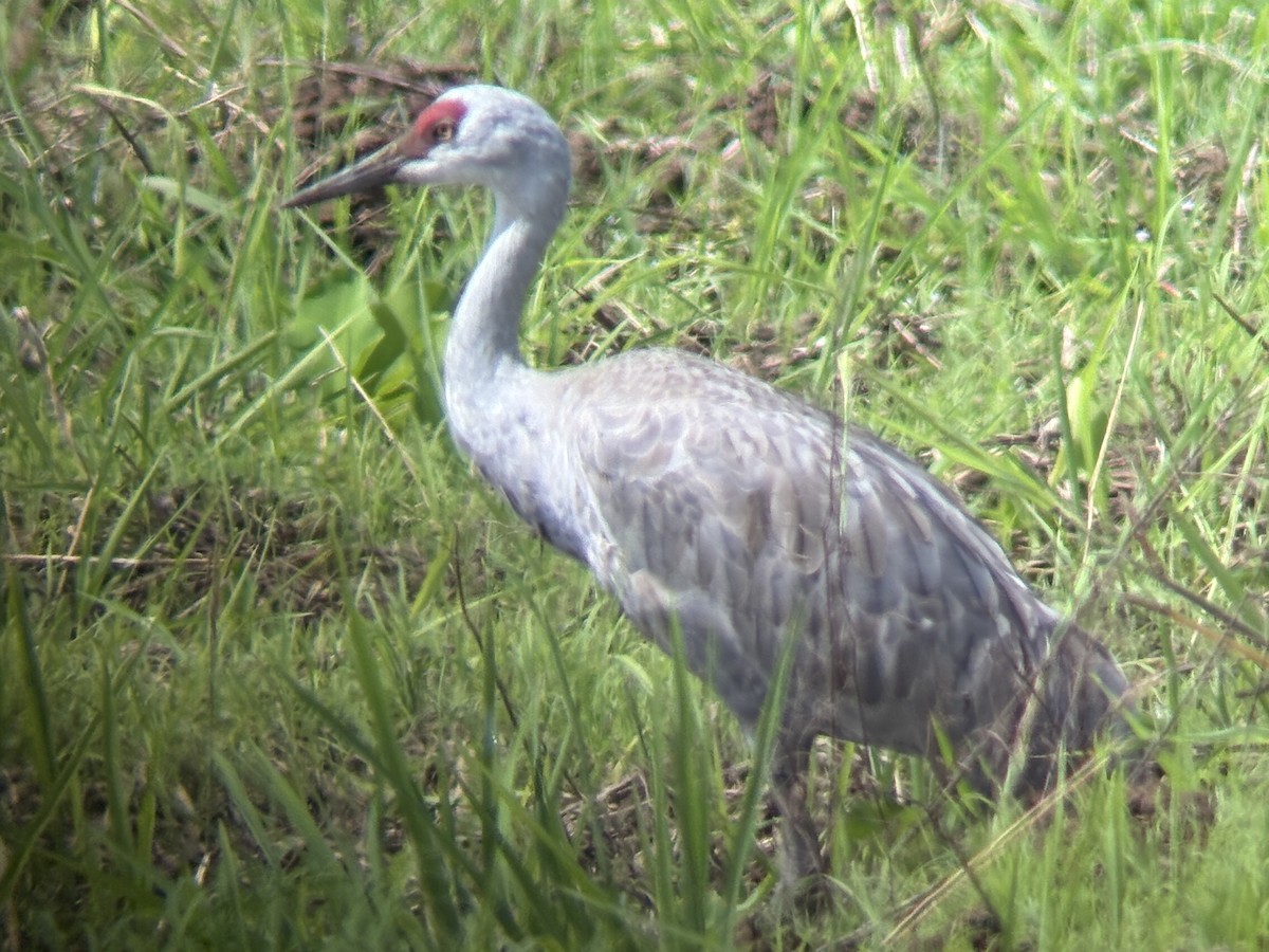 Sandhill Crane (Lesser) - ML646541012