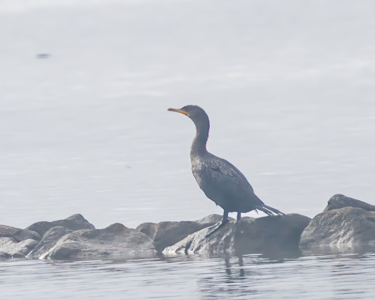 Double-crested Cormorant - ML646541013