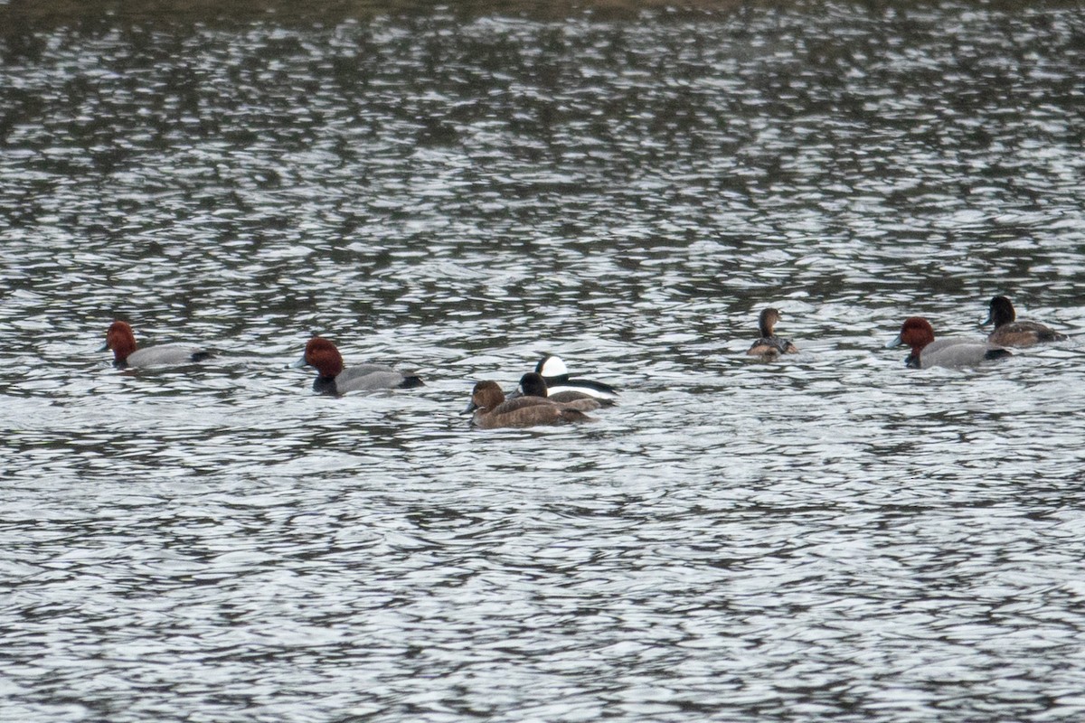 polák americký - ML646541014