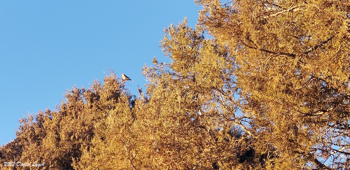 Townsend's Solitaire - ML646541017