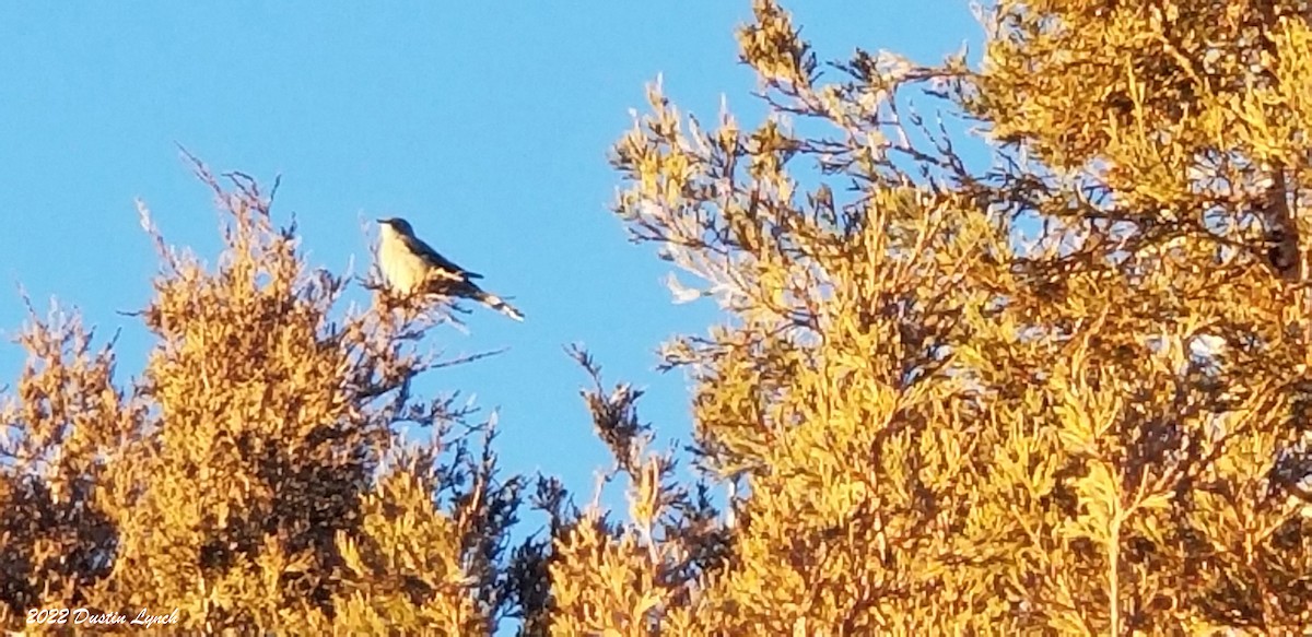 Townsend's Solitaire - ML646541018