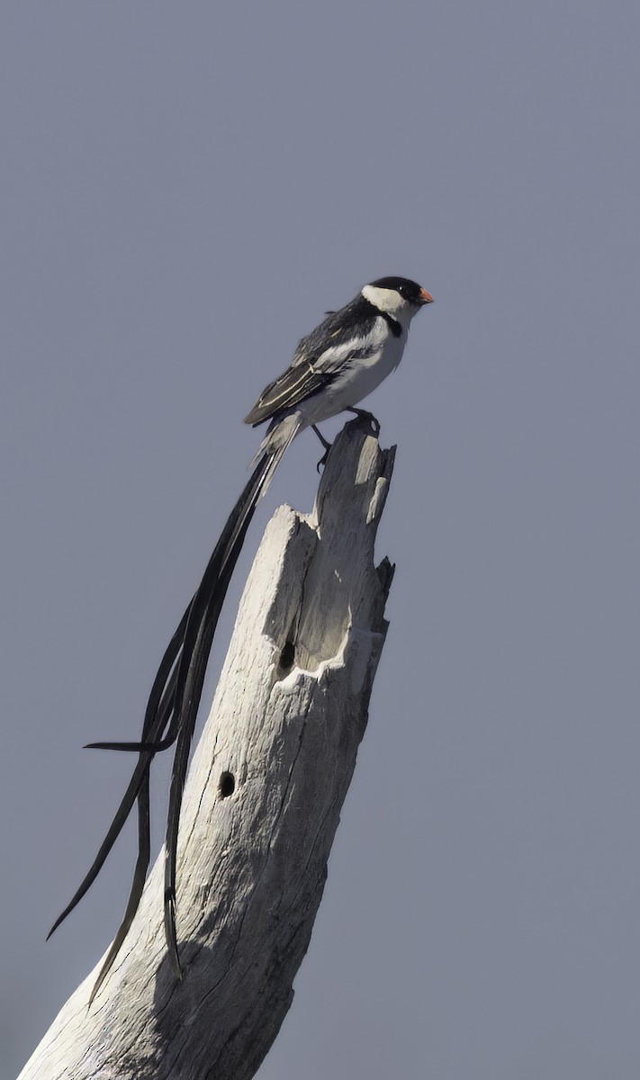 אלמנה חדת-זנב - ML646541021