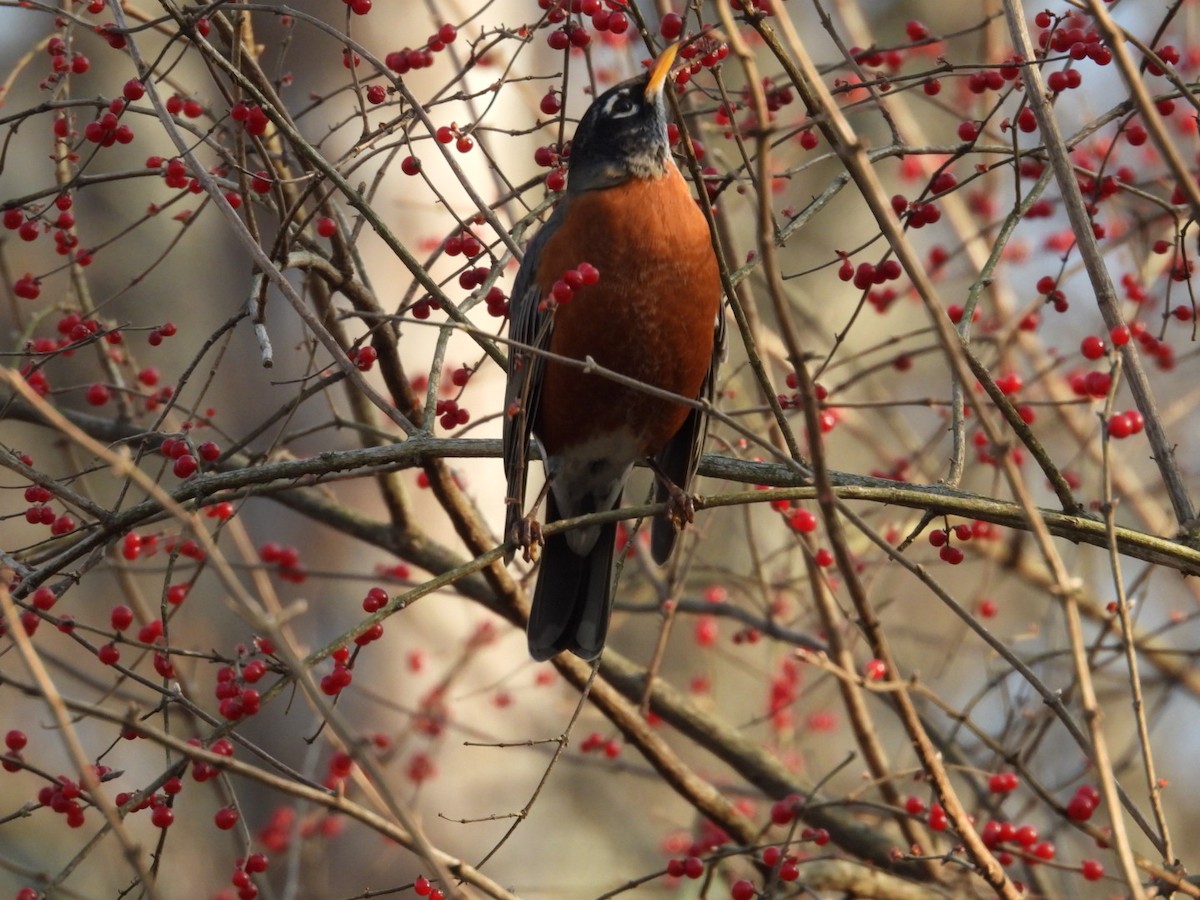 American Robin - ML646541022