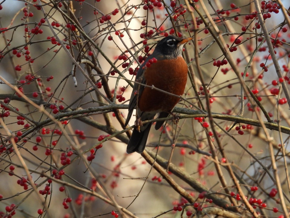 American Robin - ML646541023