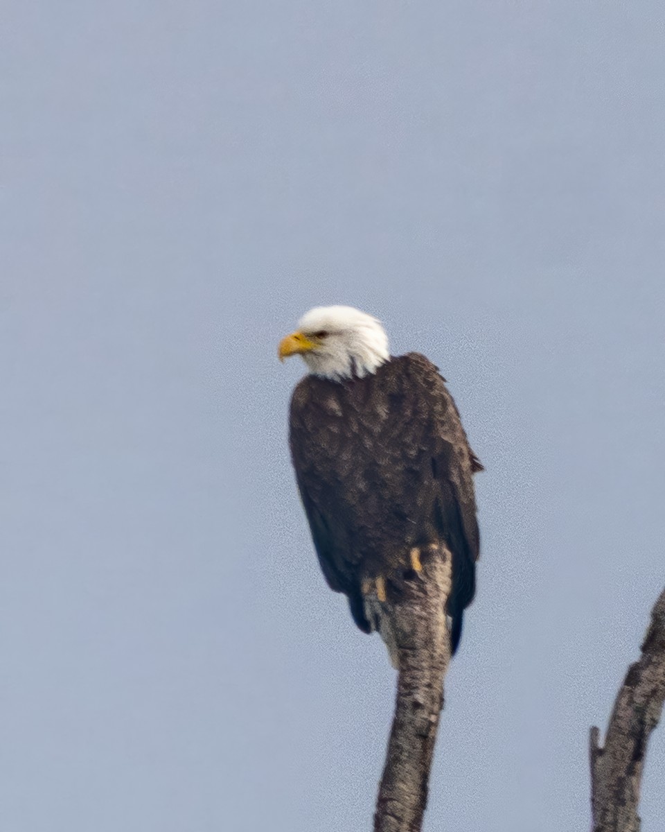 Pygargue à tête blanche - ML646541024