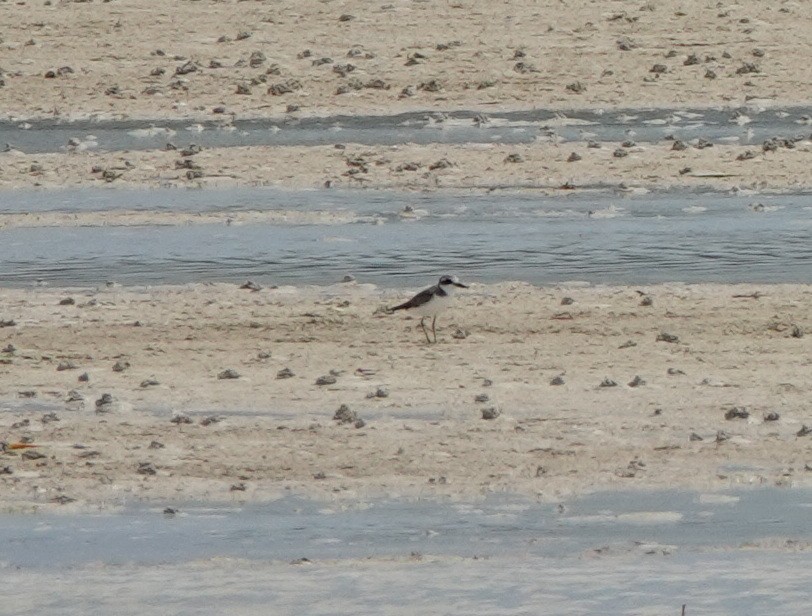 hvitbrystlo (alexandrinus/nihonensis) - ML646541025