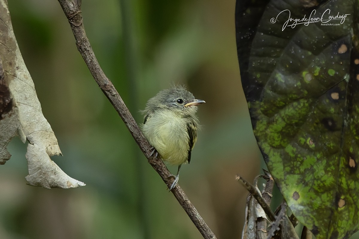Guianan Tyrannulet - ML646541029