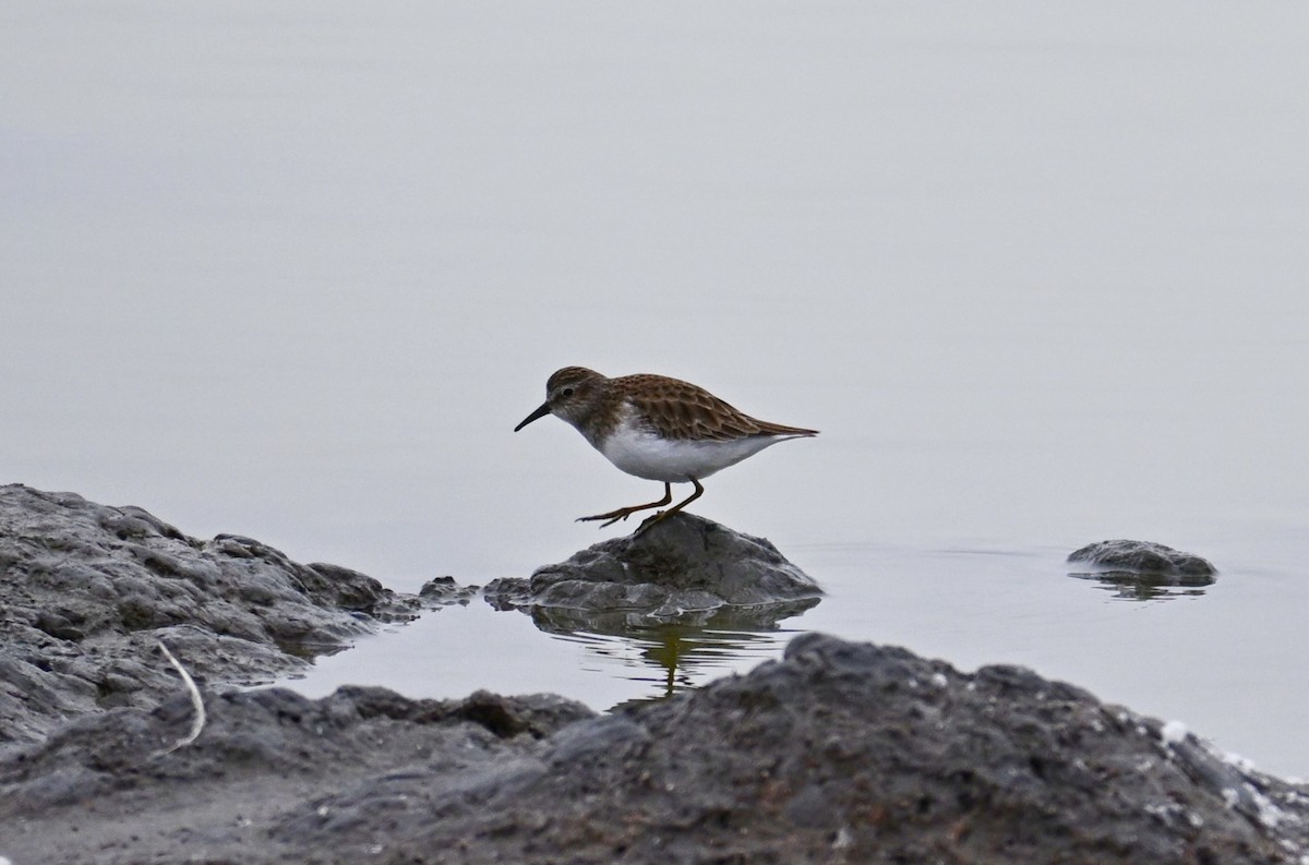 Least Sandpiper - ML646541030