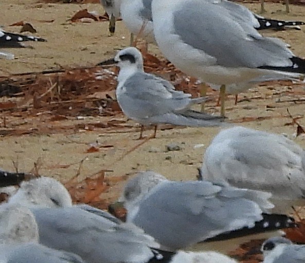 Forster's Tern - ML646541031