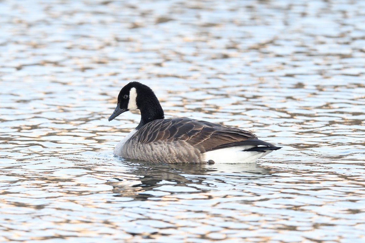 Canada Goose - ML646541033