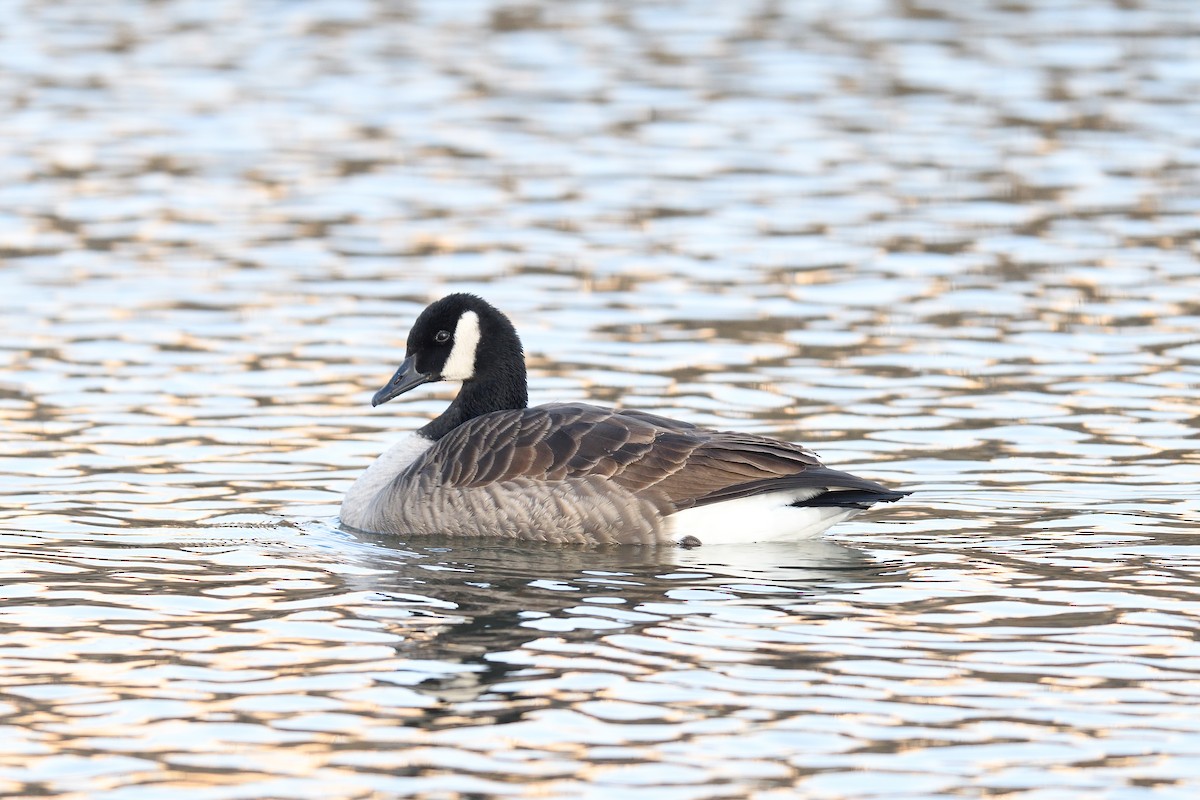 Canada Goose - ML646541034