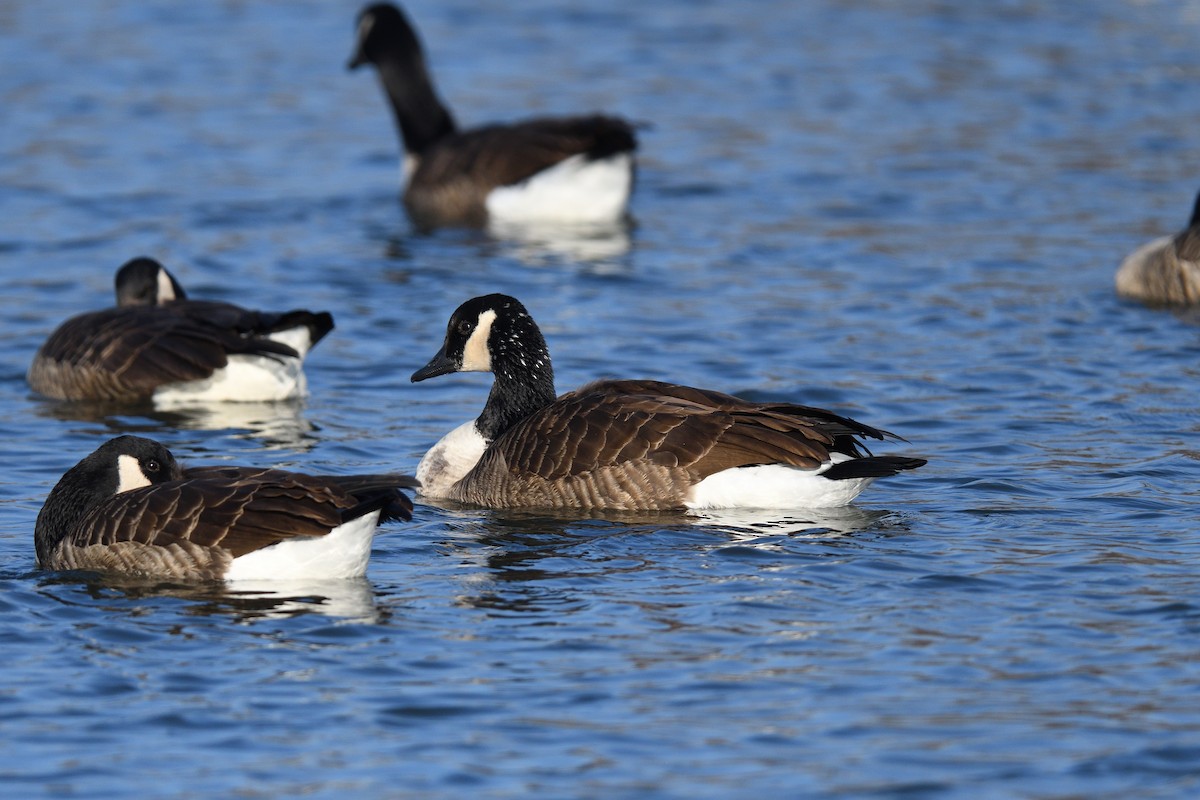 Canada Goose - ML646541035