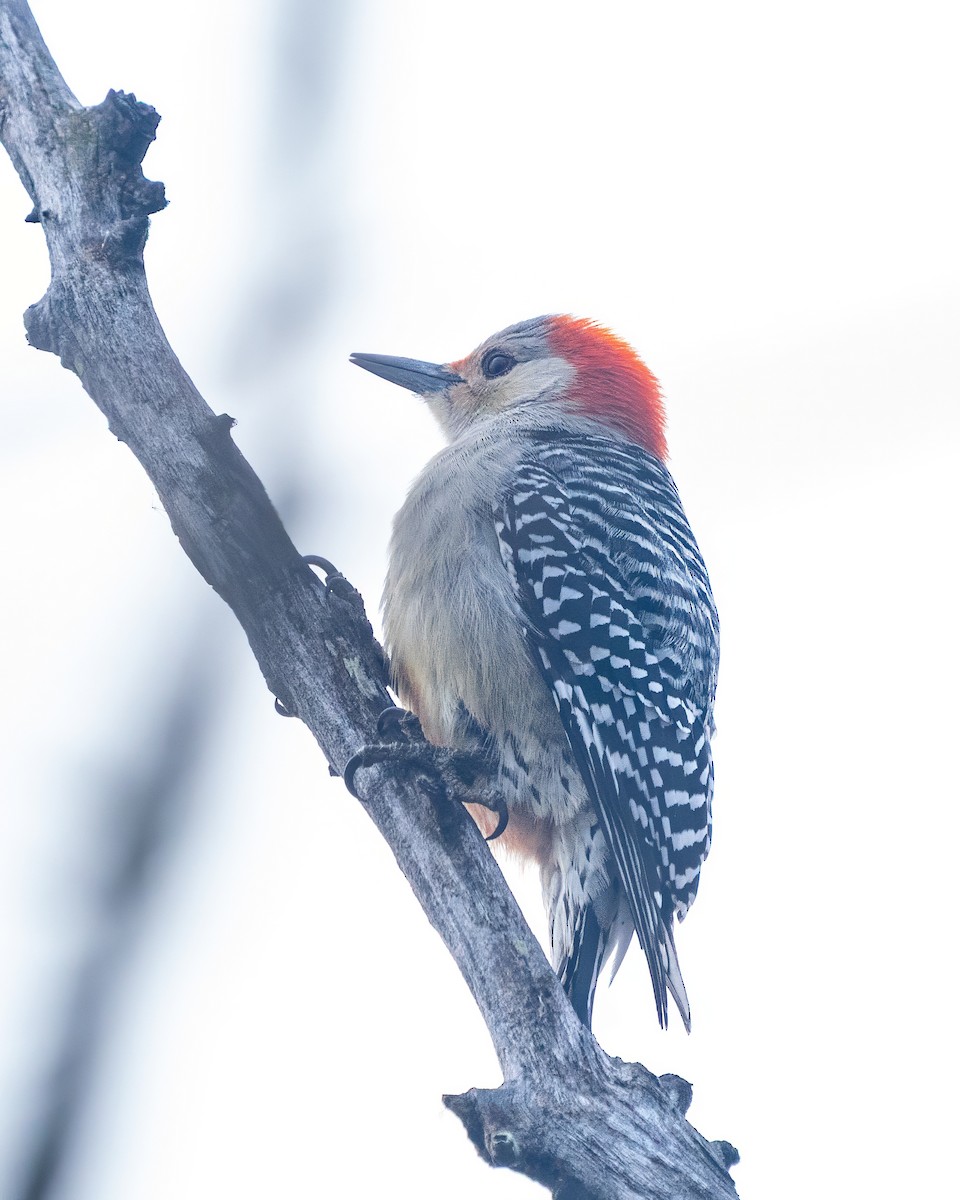 Red-bellied Woodpecker - ML646541036