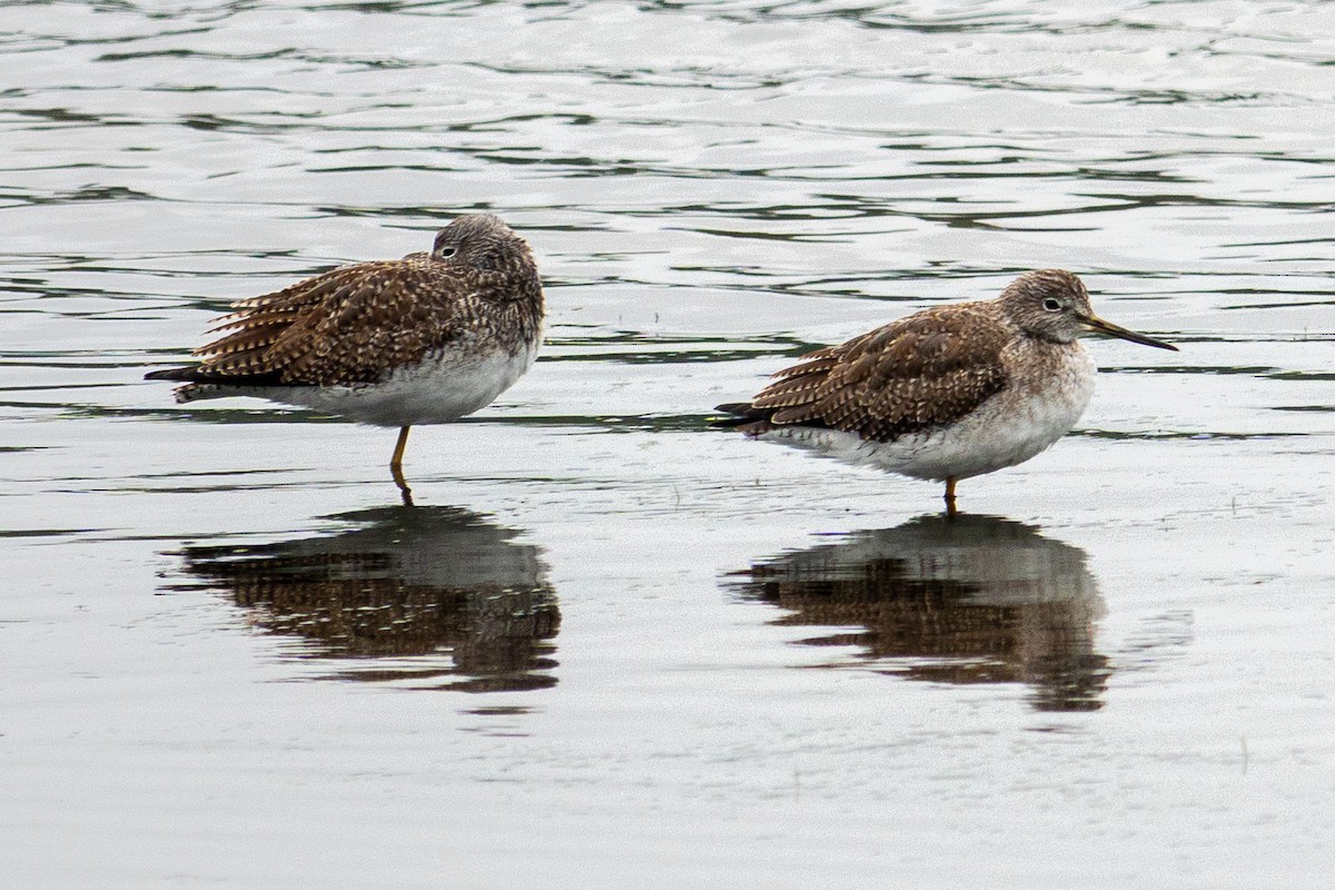 Greater Yellowlegs - ML646541037