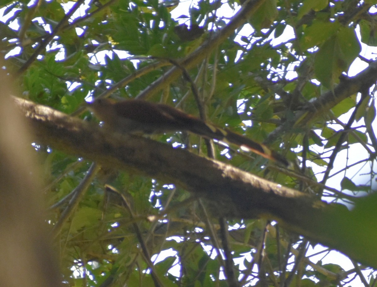 Common Squirrel-Cuckoo - ML646541038