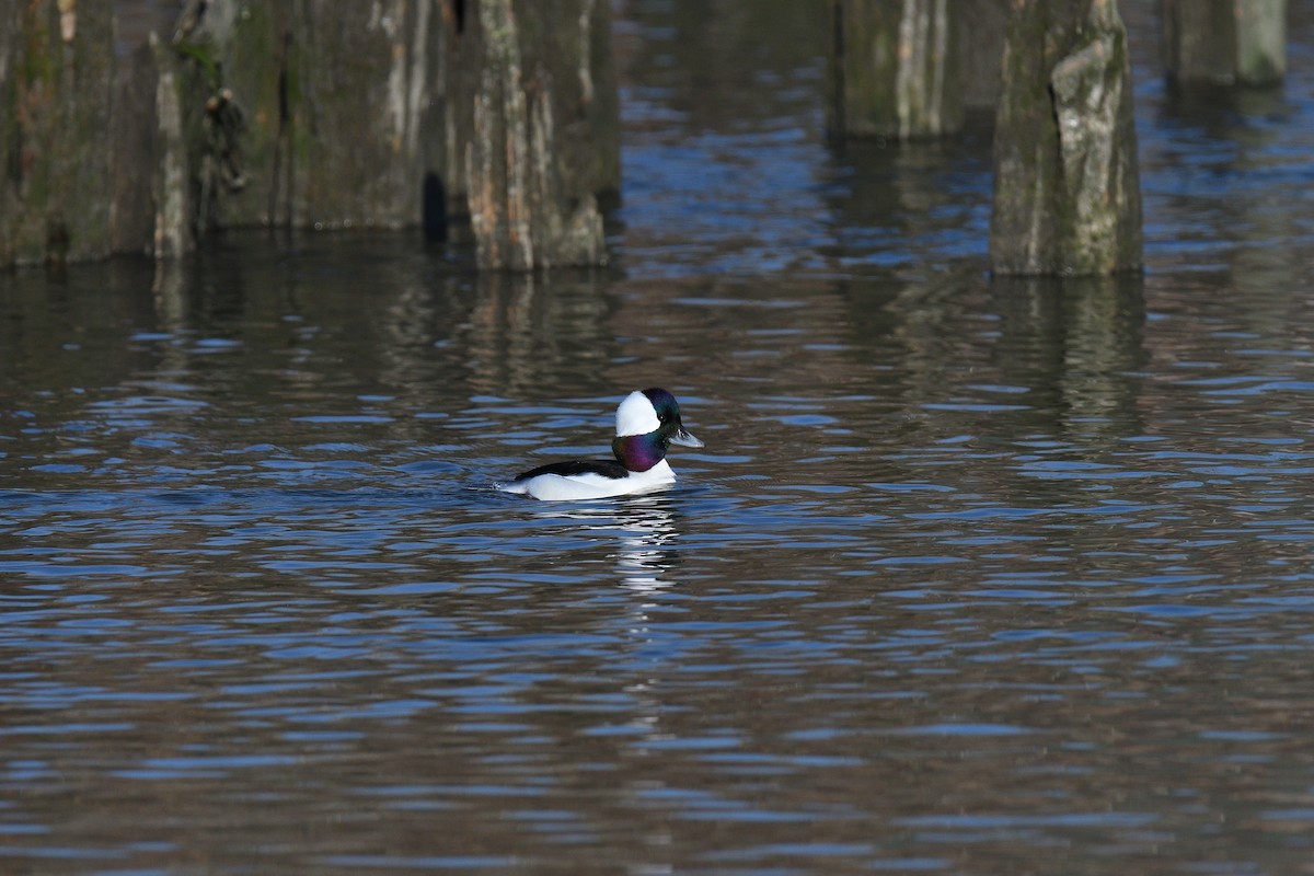Bufflehead - ML646541039
