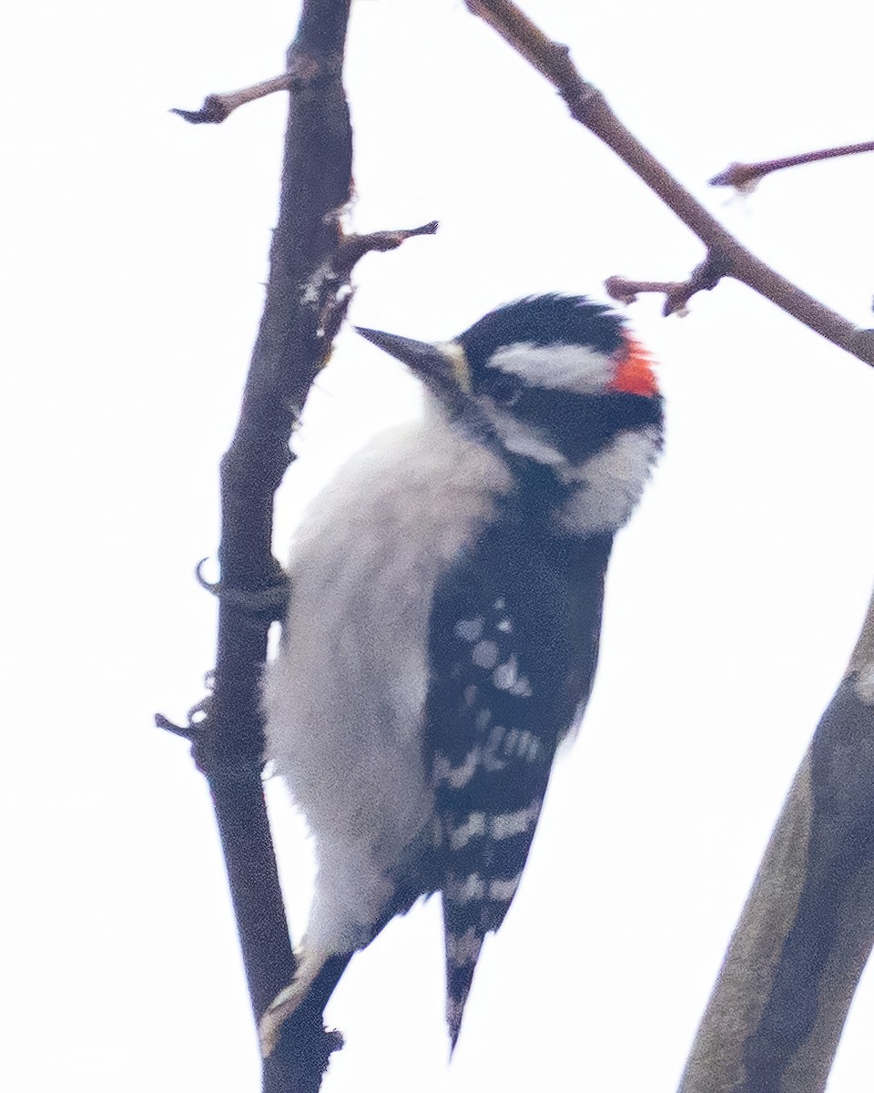 Downy Woodpecker - ML646541040