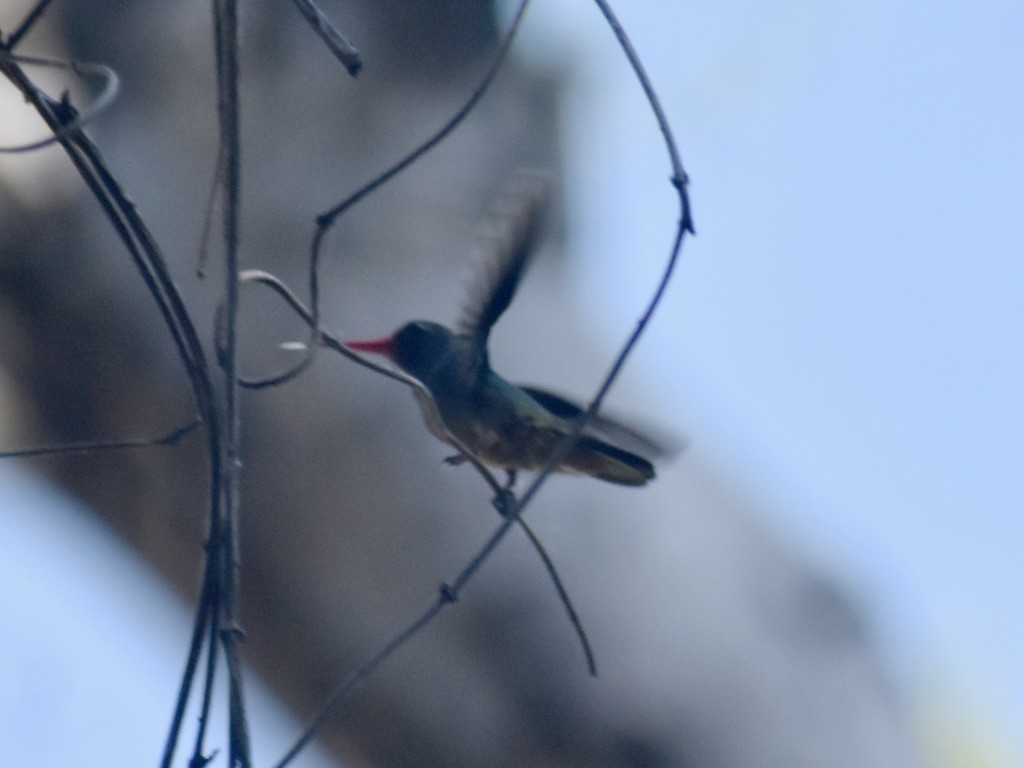 Blue-throated Goldentail - ML646541041