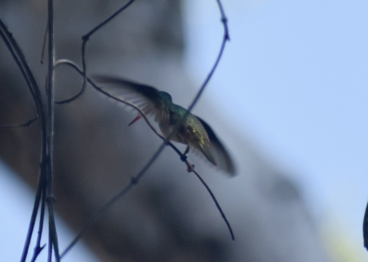 Blue-throated Goldentail - ML646541042