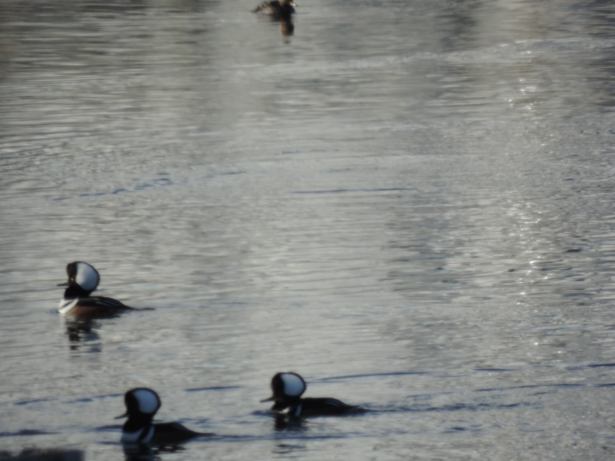 Hooded Merganser - ML646541050