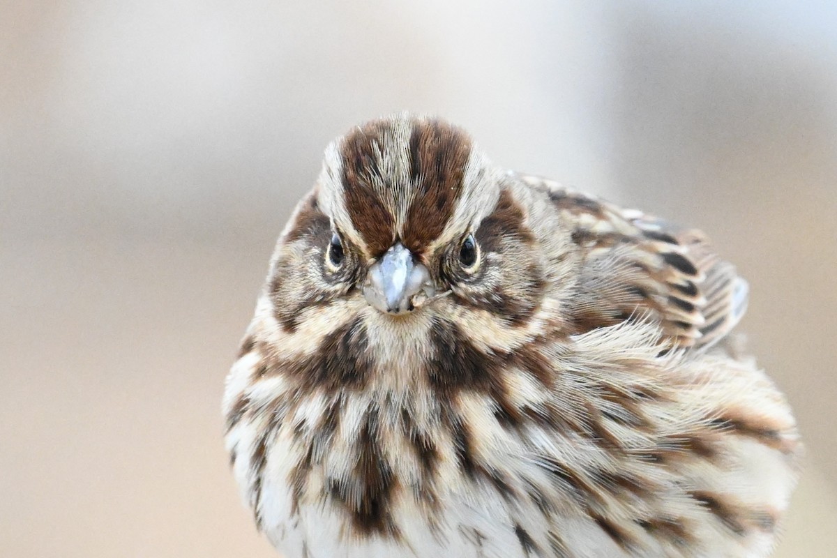 Song Sparrow - ML646541056