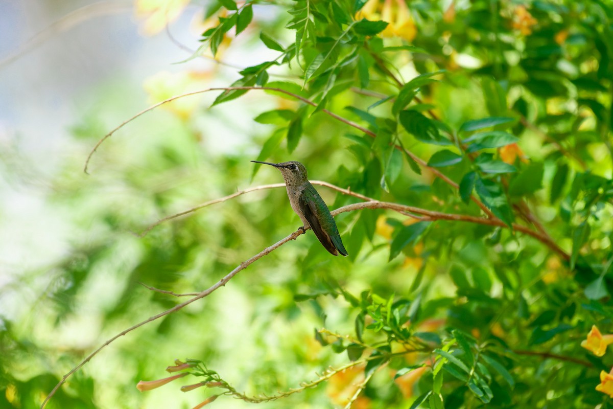 Anna's Hummingbird - ML646541058